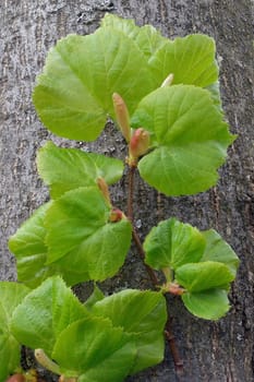 Lindenbaumblaetter, Tilia