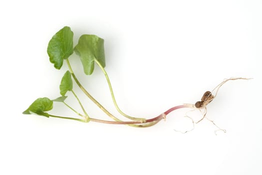 Scharbockskraut, Ranunculus, ficaria