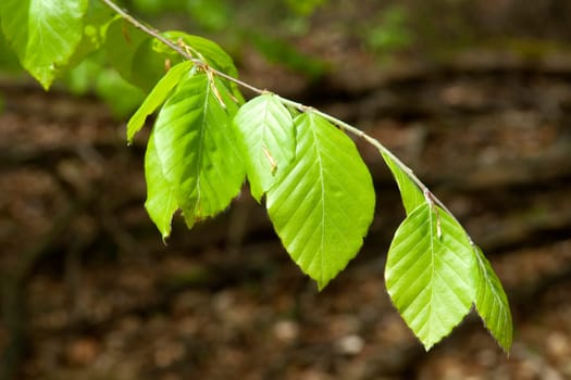 Buchenblatt  Buchenblaetter  Fruehling