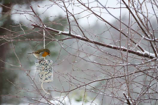 one readbrest eating some food in tree it s winther