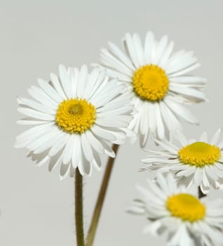 Gaensebluemchen  Bellis  Perennis