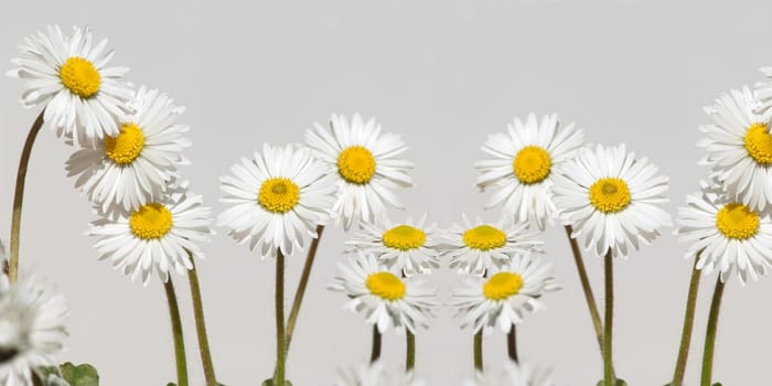 Gaensebluemchen  Bellis  Perennis