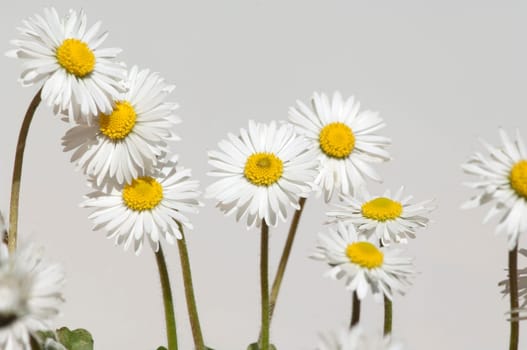 Gaensebluemchen  Bellis  Perennis