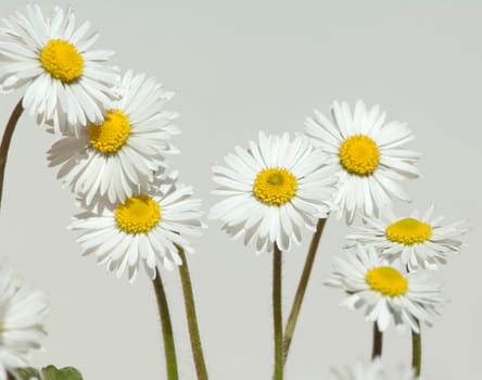 Gaensebluemchen  Bellis  Perennis
