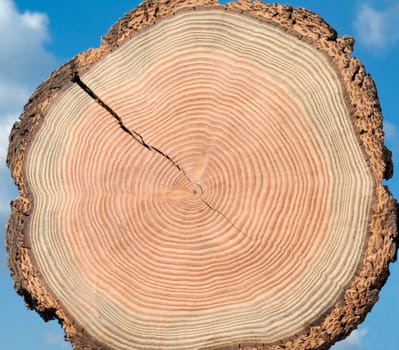 Jahresringe  Jahrring  Holzring