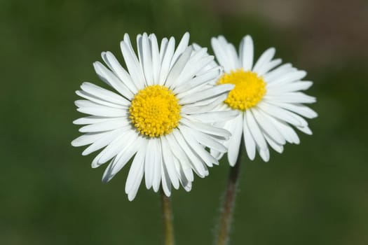 Gaensebluemchen  Bellis  Perennis