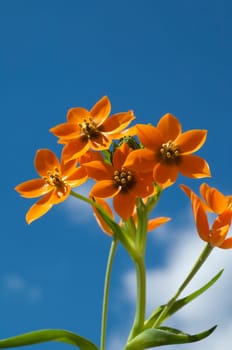 Milchsterne, Ornithogalum, Dubium