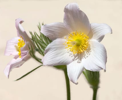 Kuechenschelle  Pulsatilla alba