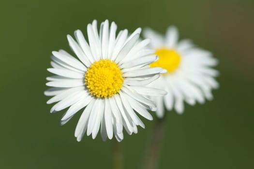 Gaensebluemchen  Bellis  Perennis