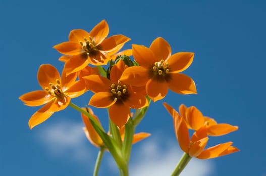 Milchsterne, Ornithogalum, Dubium