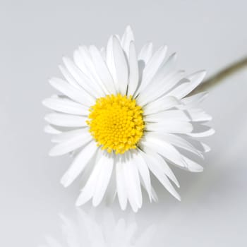 Gaensebluemchen  Bellis  Perennis