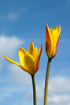 Lieblichbluehende, bluehende, Tulpe