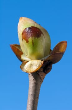 Kastanienknospen