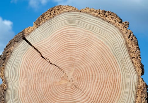 Jahresringe  Jahrring  Holzring