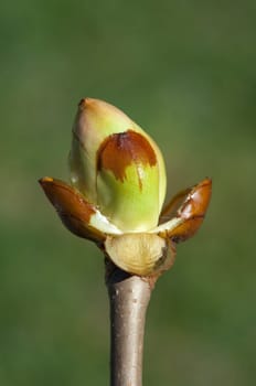 Kastanienknospen