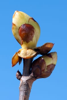 Kastanienknospen