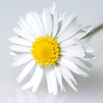 Gaensebluemchen  Bellis  Perennis