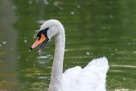 Beautiful swan drinking on a lake