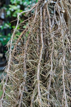 rosemary during the dry tim