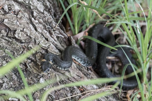 Black Snake at riverside on a tree