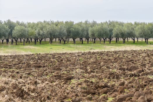 Field of olive trees for extravirgin oil in italy near rome