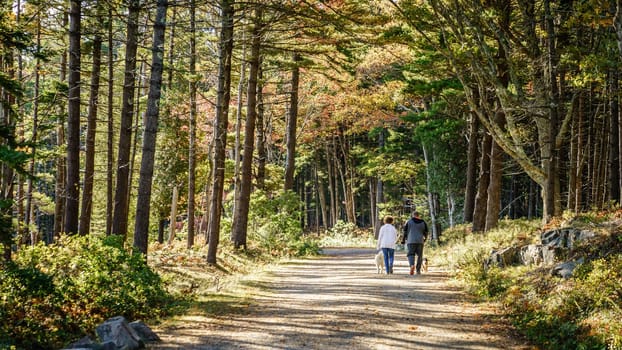 Acadia National Park, Maine, October 5, 2020: a couple with dogs is walking along Carriage Road in Acadia National Park in fall