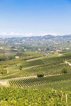 Panoramic countryside in Piedmont region, Italy. Scenic vineyard hill close to Barolo.
