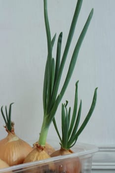 feathers of green onions grew from bulbs on the windowsill in spring