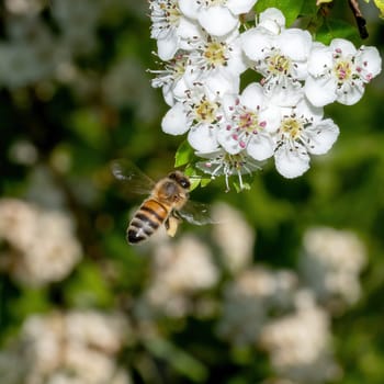 Honeybee in the spring is flying to a mirabelle blossom, against blurred background
