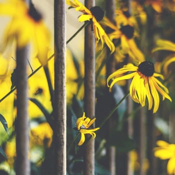 Flowers behind bars. Yellow flowers behind bars representing nature, beauty, growth, success, freedom and escapes. Retro style photo.