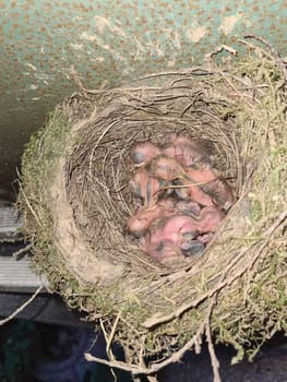 The common blackbird Turdus merula blue colored eggs in a nest. Close-up of four blue eggs in a nest. of the black bird, also known as Eurasian blackbird in Spain.