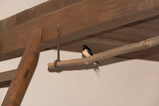 Barn Swallow (Hirundo rustica) or fast, lovely black bird with brown face sitting on poles in a barn