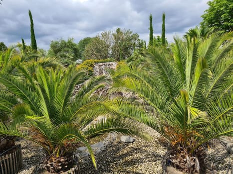 Scenic view of a waterfall with palm trees in garden.