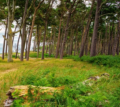 West beach of Fischland-Darss peninsula near Ahrenshoop, Mecklenburg Baltic Sea coast, Mecklenburg-West Pomerania, Germany