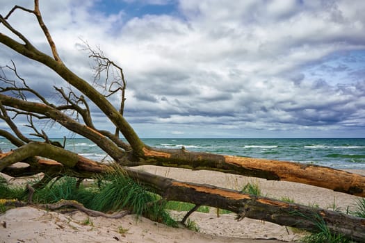West beach of Fischland-Darss peninsula near Ahrenshoop, Mecklenburg Baltic Sea coast, Mecklenburg-West Pomerania, Germany