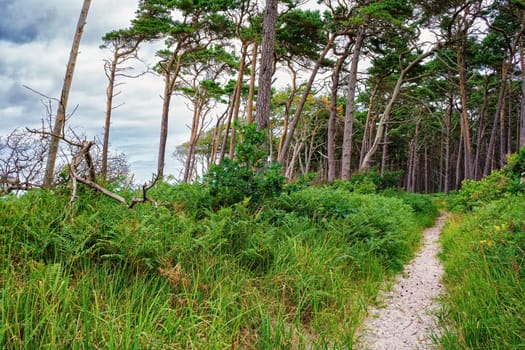 West beach of Fischland-Darss peninsula near Ahrenshoop, Mecklenburg Baltic Sea coast, Mecklenburg-West Pomerania, Germany