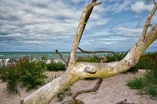 West beach of Fischland-Darss peninsula near Ahrenshoop, Mecklenburg Baltic Sea coast, Mecklenburg-West Pomerania, Germany