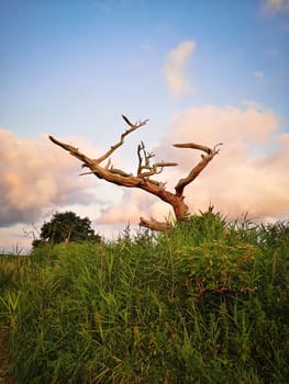 dead tree in sunrise, Fischland-Darss peninsula