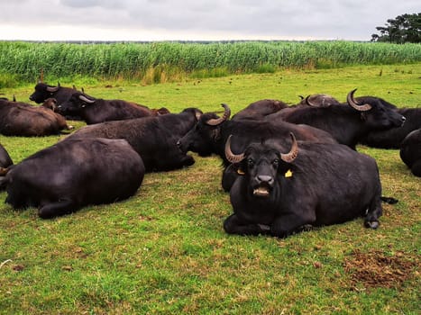 Water buffalo on a pasture, Fischland-Darss peninsula, Mecklenburg-West Pomerania, Germany