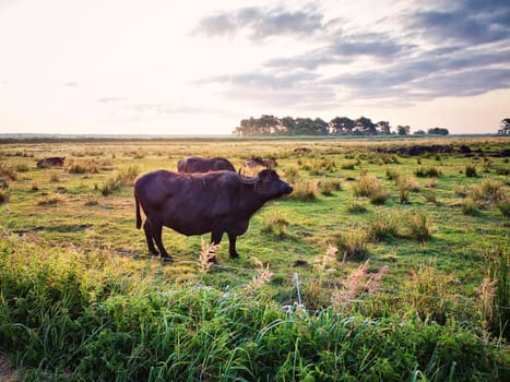 Water buffalo on a pasture, Fischland-Darss peninsula, Mecklenburg-West Pomerania, Germany