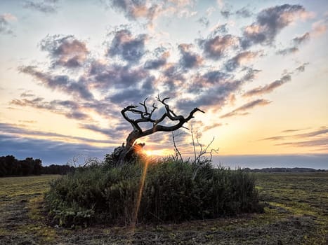 dead tree in sunrise, Fischland-Darss peninsula