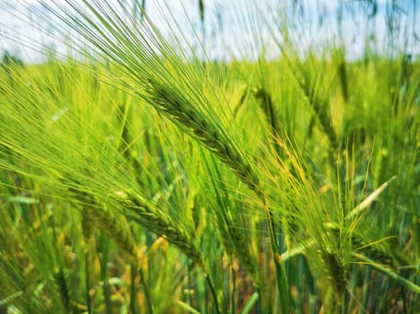 Barley field in the state of Brandenburg, Germany