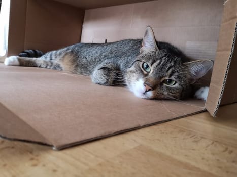 young tabby cat relaxing, european shorthair cat