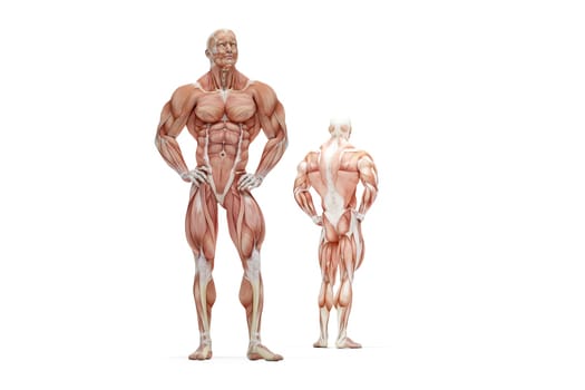 3D illustration of Human Muscle Anatomy. Isolated. Contains clipping path.