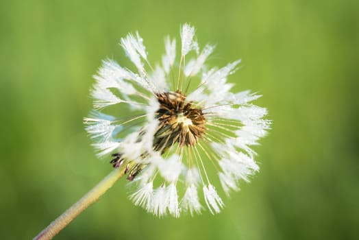 Dandelion head with spores