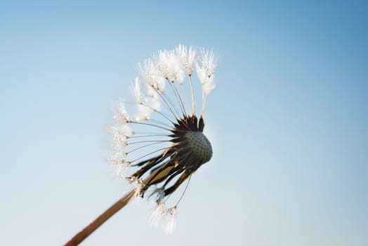 Dandelion head with spores
