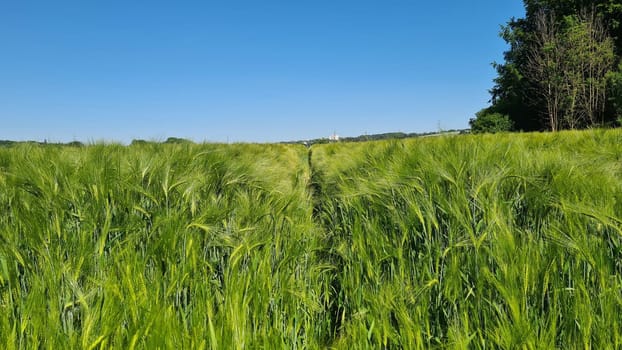 Selective focus of rye grain in the field with row tractor tracks, texture of young ears of green wheat in spring, agriculture in the countryside, nature background.