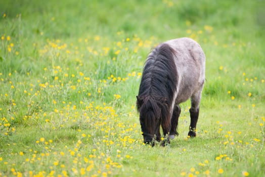 A pony is grazing on the meadow, animal farm in springtime, ranch with horses, countryside