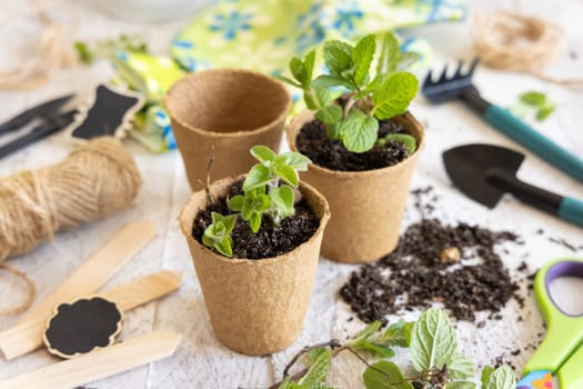 Herbs seedlings growing in a biodegradable pots near garden tools on wooden table. Indoor gardening, Homegrown plants, germinating herb seeds, close up