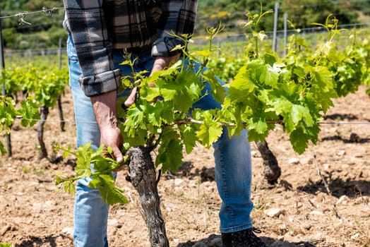 Green pruning of the vineyard. Farmer removes young sprouts on the vine trunk. Traditional agriculture.